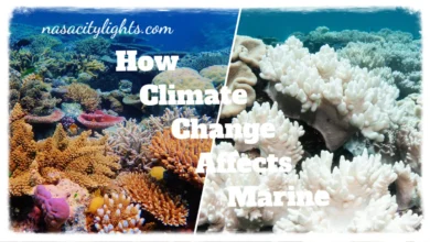 How Climate Change Affects Marine