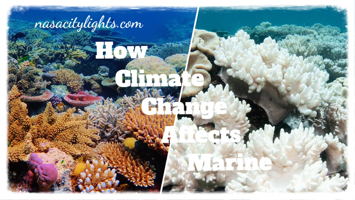 How Climate Change Affects Marine