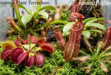 Carnivorous Plant Terrarium