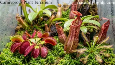 Carnivorous Plant Terrarium