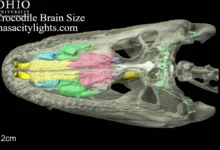 Crocodile Brain Size