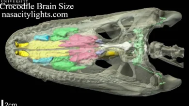 Crocodile Brain Size