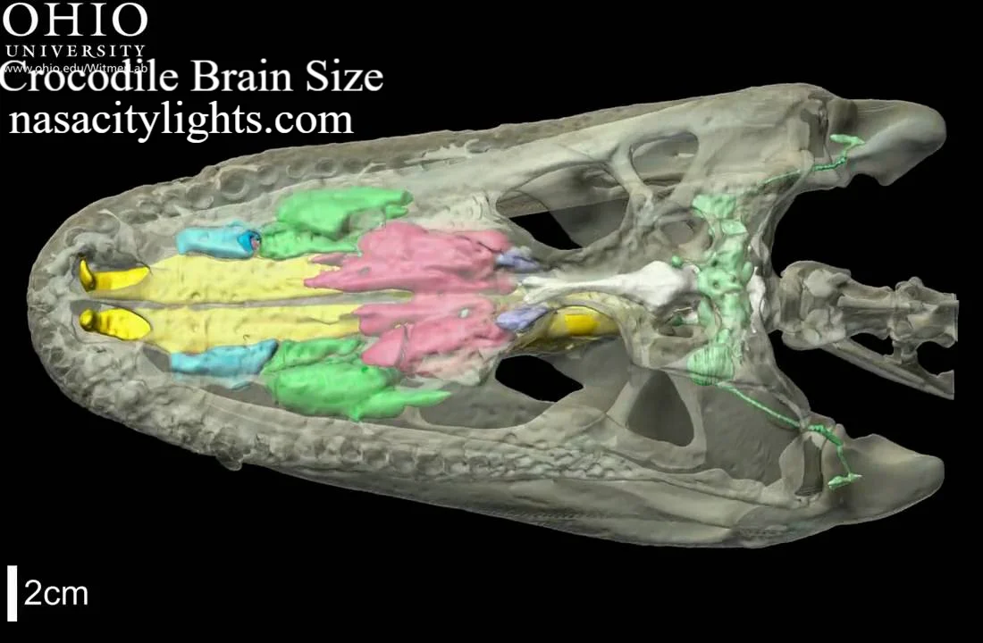 Crocodile Brain Size